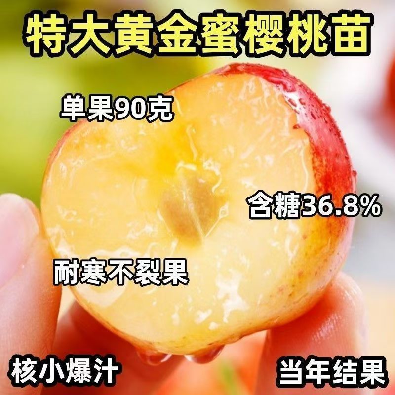 特大黄金蜜樱桃苗嫁接果树苗南北方种植当年结果爆产大苗