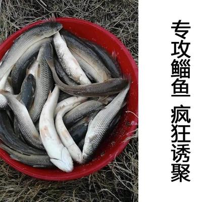 抖音同款鲻鱼饵料 川集药酒添加剂鲻鱼饵配方 专攻超诱乌头鲈鱼鲻