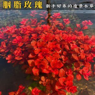 胭脂玫瑰水草新手懒人好养鱼缸造景中后景草无需打碳净化水质
