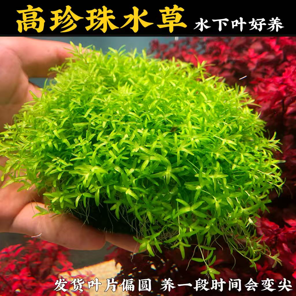 高珍珠水草新手懒人好养免碳鱼缸造景水草阴性草净水增氧水下叶