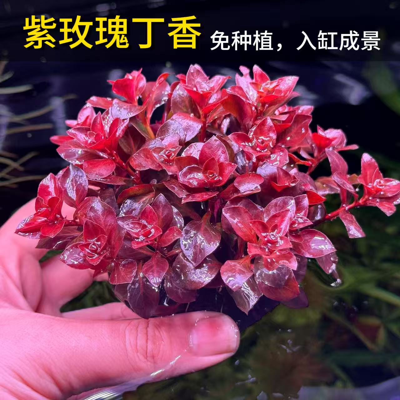 紫玫瑰丁香水草鱼缸造景好养图片