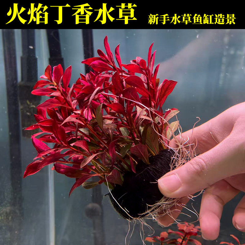 火焰丁香水草新手懒人好养的红草无需打碳鱼缸造景水下叶净水增氧