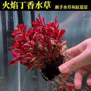 火焰丁香水草新手懒人好养的红草无需打碳鱼缸造景水下叶净水增氧