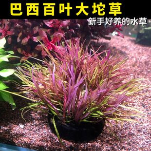 巴西百叶鱼缸造景溪流缸造景水草新手懒人好养无需二氧化碳水下叶