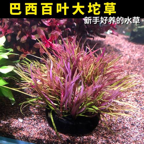 水草鱼缸造景水草巴西百叶好养