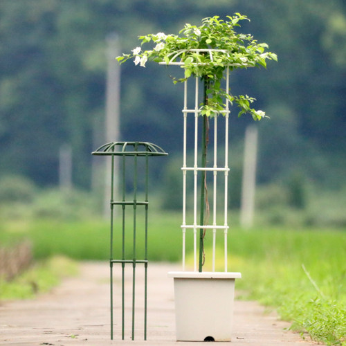 中型园艺花架单双圈植物月季花支架伞形多圈爬藤架铁线莲攀爬架