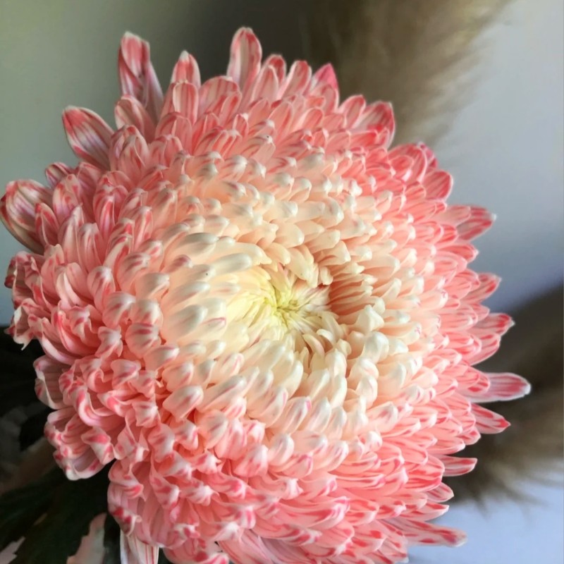 牡丹菊波斯菊居家瓶插水养鲜花装饰真花云南昆明斗南基地直发牡丹