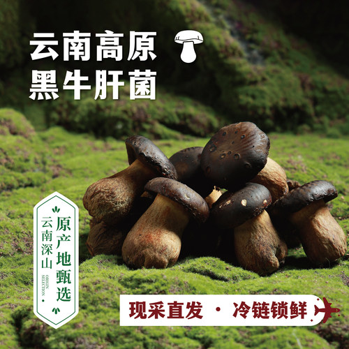 云南高山新鲜黑牛肝菌500g现摘