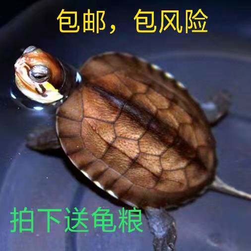 招财小乌龟活体 南石金钱龟 观龟/鳖