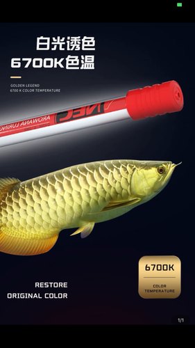 高端nec龙鱼专用灯NECT8发色灯鱼缸照明三基色防水鱼缸灯水陆两用