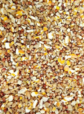 高梁麦子玉米碎喂鸡玉米粉碎渣糁鸡鸭粮食鸽子粮兔猪仓鼠家禽饲料