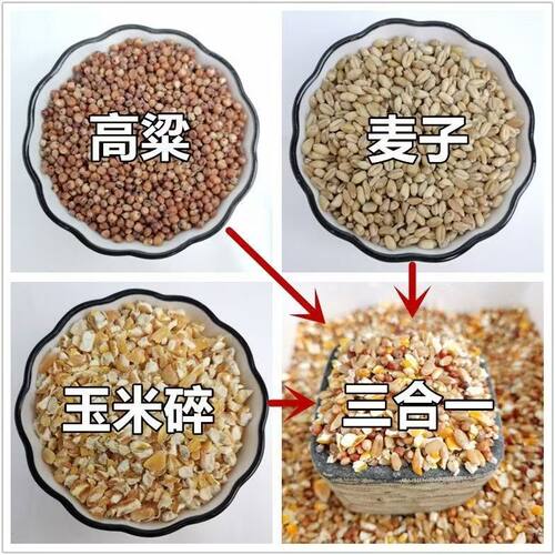 高梁麦子玉米碎混合喂鸡粮食