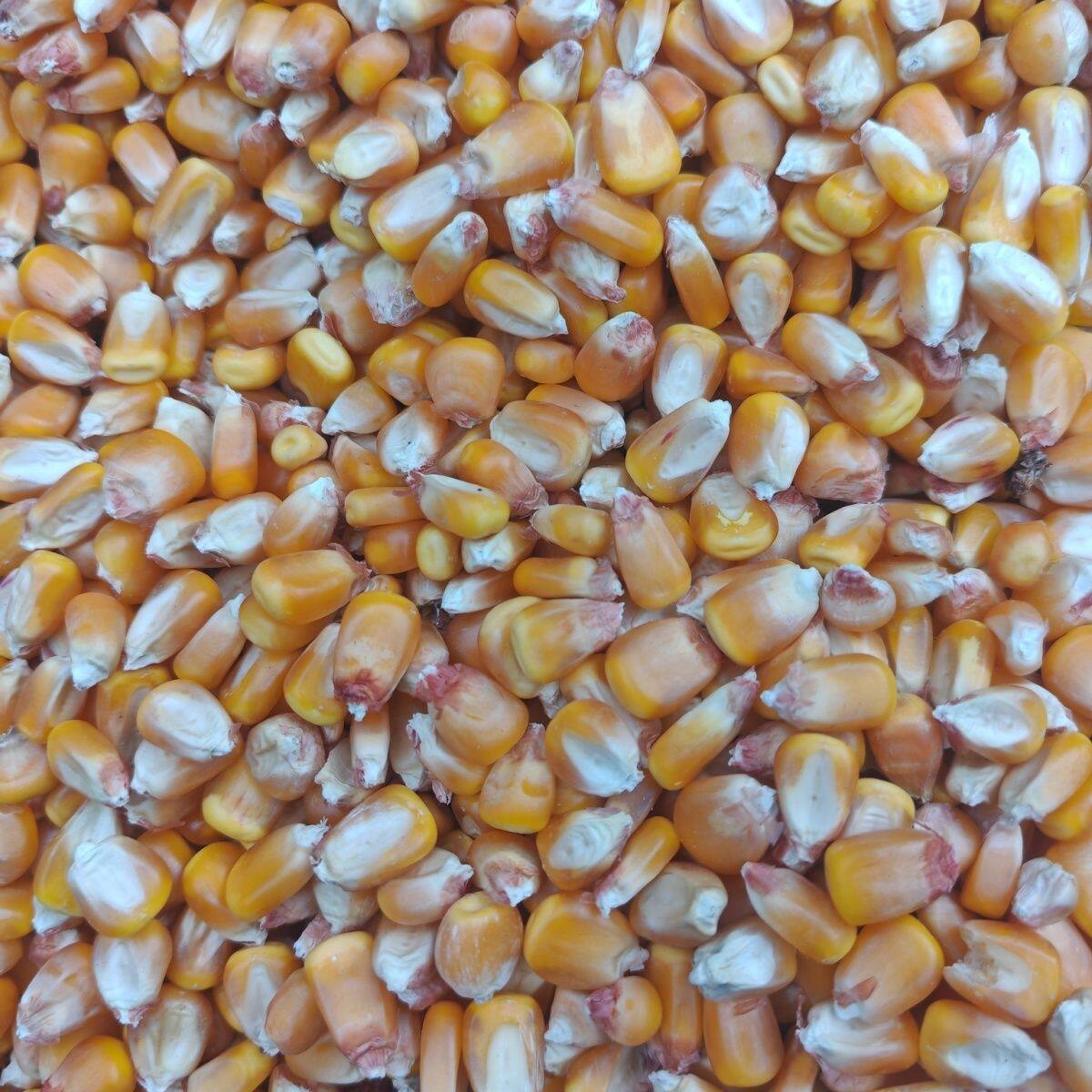 玉米粒喂鸭鸽子整颗饱满
