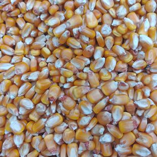 玉米粒喂鸭鸽子整颗粒玉米粒颗粒饱满散装玉米干货养殖玉米粒养鸡
