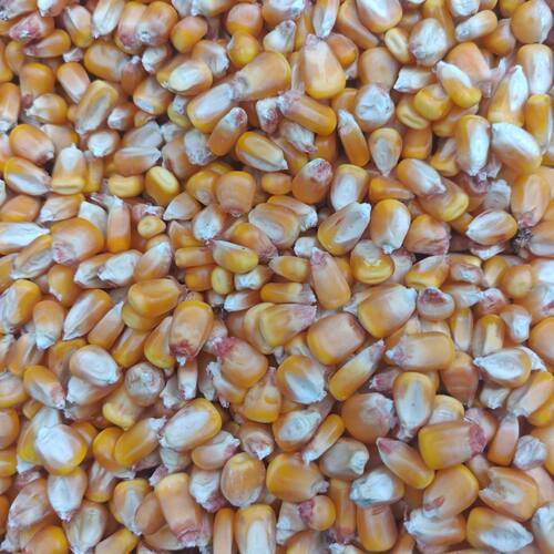 玉米粒喂鸭鸽子整颗饱满