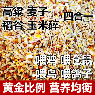 高粱麦子稻谷玉米碎混合喂鸡喂鸟喂鸽子五谷杂粮高梁鸽粮食保健砂