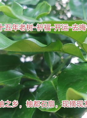 去晦气专用柚子叶老树新鲜碌柚叶乔迁带枝树叶祈福沐浴晦气转运