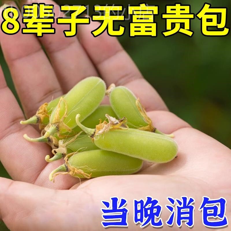 【消除富贵包】颈椎痛脖子鼓包压迫神经消包专用颈椎富贵包药贴ZY