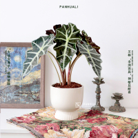 大仙女海芋植物盆栽观音莲室内客厅桌面阳台绿植盆景高质感ins风