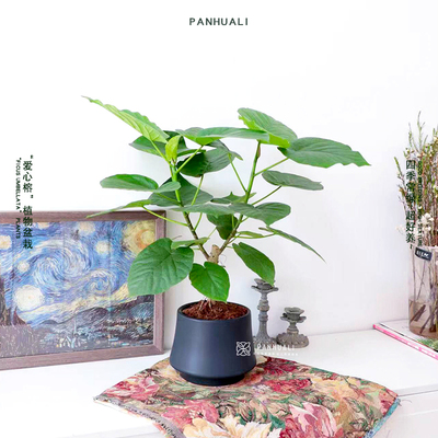 爱心榕植物盆栽ins室内落地大叶绿植树 高质感 超好养易打理
