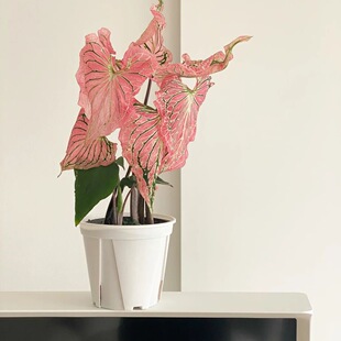 彩叶芋甜心白色恋人粉色和声飞溅雪后五彩芋客厅阳台观叶盆栽绿植