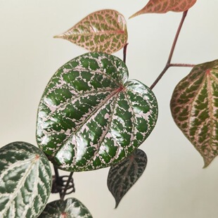 瑰丽胡椒盆栽室内观叶绿植ins热植客厅阳台垂吊植物盆栽花卉好养