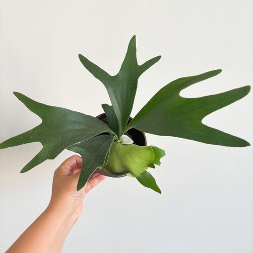 二歧鹿角蕨可板植挂板挂墙绿植苔藓蕨类懒人水培垂钓壁挂耐阴植物