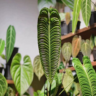 火鹤后花烛火鹤王花烛皱叶盆栽室内客厅绿植办公室专用网红北欧风