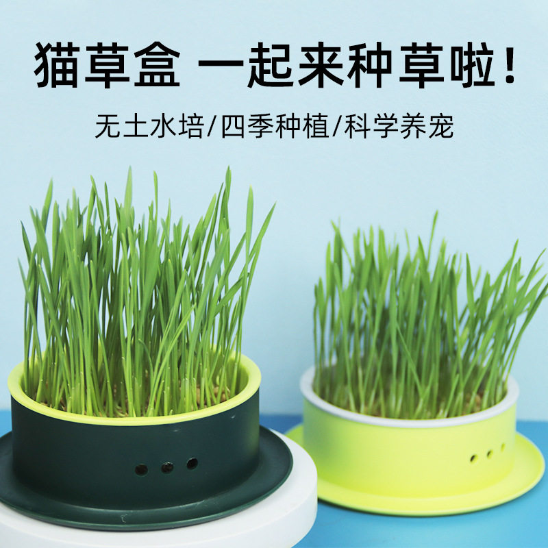 猫草种子土种植套装水培盒猫咪