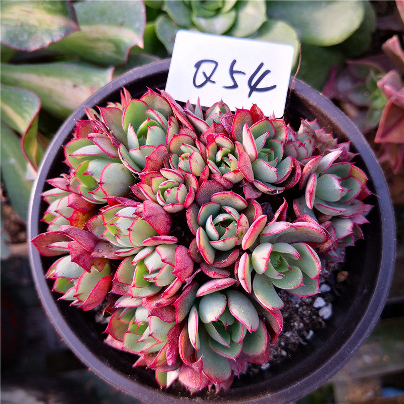 央金多肉植物群生老桩一物一拍大群多头肉肉进口贵货植物绿植盆栽