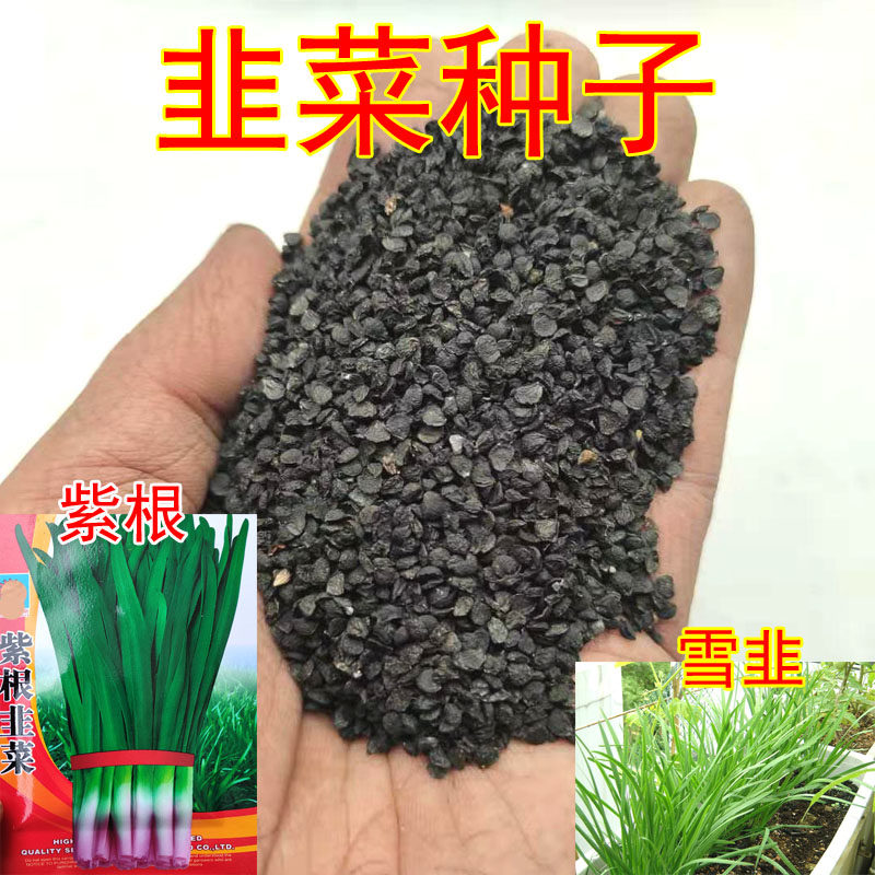 韭菜种子耐寒791雪韭紫根苗韭菜种籽蔬菜菜籽阳台庭院盆栽大田