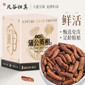 包邮 长白山蒲公英根250g正品 官方旗舰店蒲公英茶大根泡水真空锁鲜