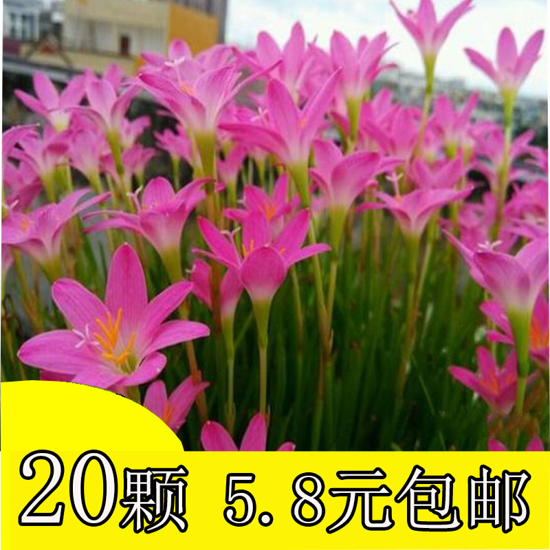 风雨兰种球重瓣韭苍兰葱兰花苗石蒜盆栽地栽四季花卉阳台种子简单