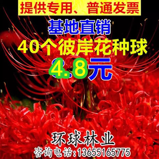 彼岸花种球曼珠沙华种子曼陀罗种子籽红花石蒜花盆栽室内四季花卉