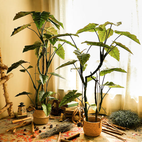 大型彩虹树盆景野芋叶植物龟背竹