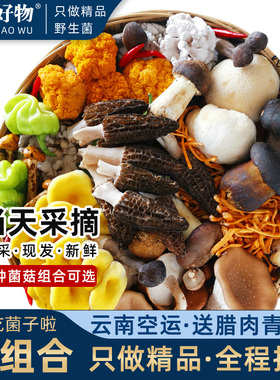 菌菇组合菌类拼盘野山菌蘑菇牛肝鸡枞云南新鲜野生菌子火锅食材包