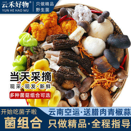 云南新鲜菌菇组合|当天采一级菌