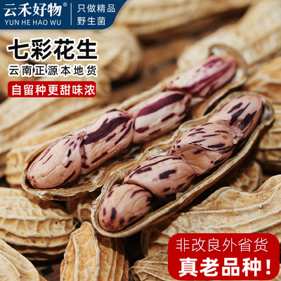 自留种新货云南本地七彩花生保真