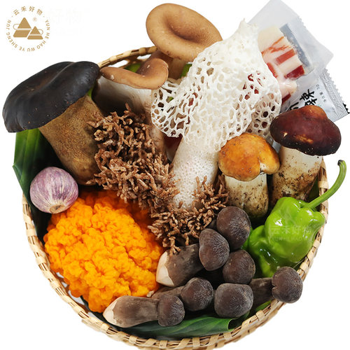 云南无毒菌子火锅鲜菌菇多种组合