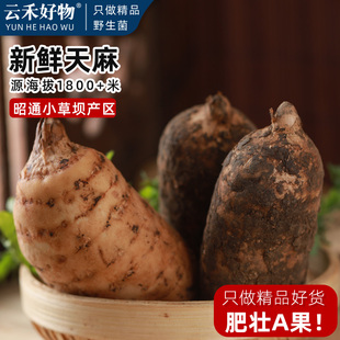 2026云南昭通小草坝新鲜天麻精选一级仿野生林下种植乌天麻肥壮果