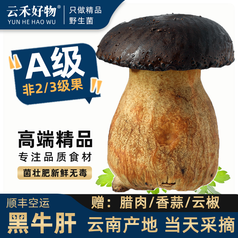 全一级黑牛肝菌新鲜现采只卖精品