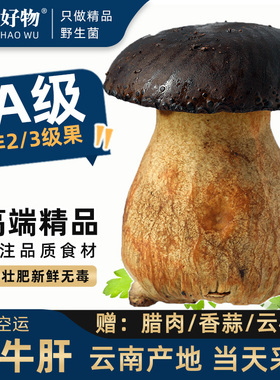 精品牛肝菌新鲜黑牛肝菌美味鲜仿野生云南特产菌菇蘑菇人工见手青