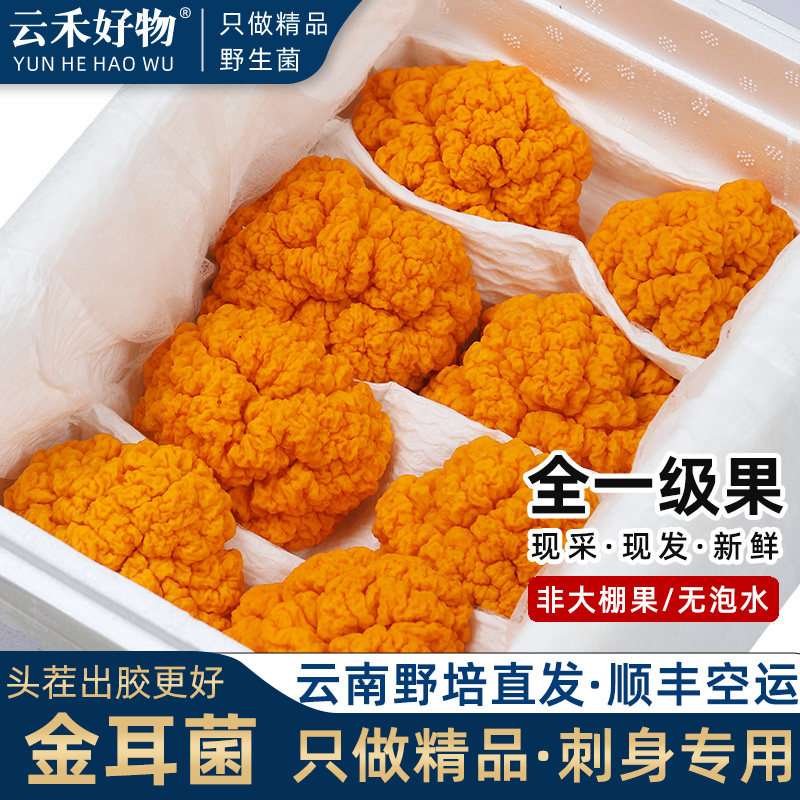 云禾好物新鲜金耳菌云南特产金耳黄耳非干货旗舰店黄金木耳黄糯耳