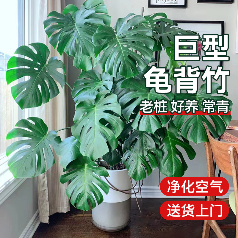 龟背竹大盆栽室内大型绿植吸甲醇