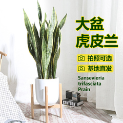 虎皮兰植物客厅大盆栽新房室内大型植物办公室花卉金边虎尾兰四季
