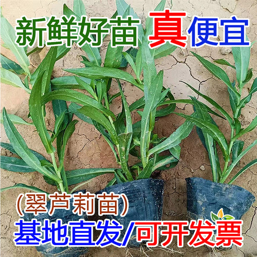翠芦丽花宿根耐热耐阴地被苗