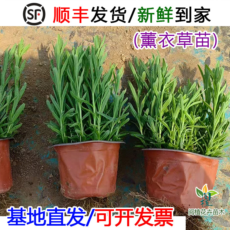 薰衣草花苗多年生宿根地被草花绿化工程苗批发耐寒耐旱花园花卉