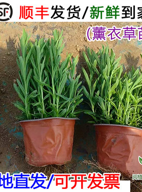 薰衣草宿根地被耐寒耐旱绿叶