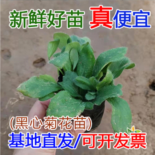 黑心菊金光菊花苗多年生宿根地被草花耐旱耐寒花园绿化工程苗批发