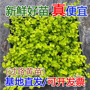 金叶过路黄黄金串吊兰苗多年生耐寒耐旱地被植物绿化工程苗批发
